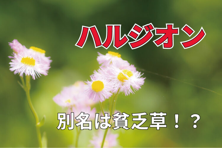 「ハルジオン」に花言葉は無い？「貧乏草」とも呼ばれる扱いが不遇な花