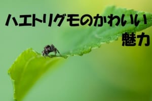 クモなのに・・・もしかしてかわいい！？「ハエトリグモ」の魅力をご紹介！