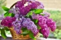 「ライラック」とはどんな花?その花言葉は?幸せになれると伝わるハッピーライラックとは一体何??