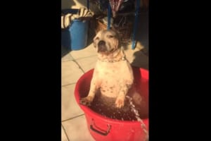 水風呂で半身浴するワンコがまるでオッサン(笑)  他のワンコが入ろうとしても独り占め