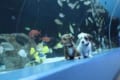 保護犬たちが臨時閉館中の水族館を満喫!館内を走りまわったり魚たちにも興味津々