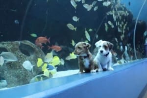 保護犬たちが臨時閉館中の水族館を満喫！館内を走りまわったり魚たちにも興味津々