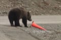 【熊界一の紳士熊】素晴らしいマナーの熊が発見される!さりげなくカラーコーンを直して去っていく姿は正に紳士!!