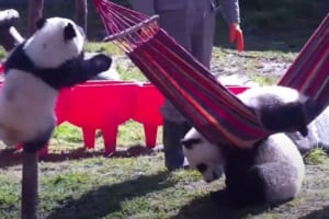 子パンダたちがハンモックでヨガに挑戦するも、足を引っ張り合う事態に(笑)