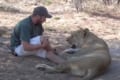 男性と戯れるライオンが猫のよう(笑) その場を去ろうとすると「行かないで!」と甘える