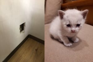 壁の中から鳴き声がしたので壁に穴を開けたら可愛い子猫が！その後、さらに驚きの展開に･･･