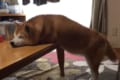 脚付きアザラシみたい(笑) すごい体勢でお昼寝中の柴犬が話題に!