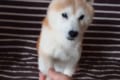 3匹の柴犬と順に固い握手を交わすも、2周目に入ると「1回やったじゃん」と冷めた顔(笑)