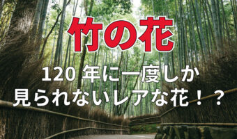 「竹の花」を見つけられたらラッキーと思いきや??120年に1度しか咲かない不思議な花!