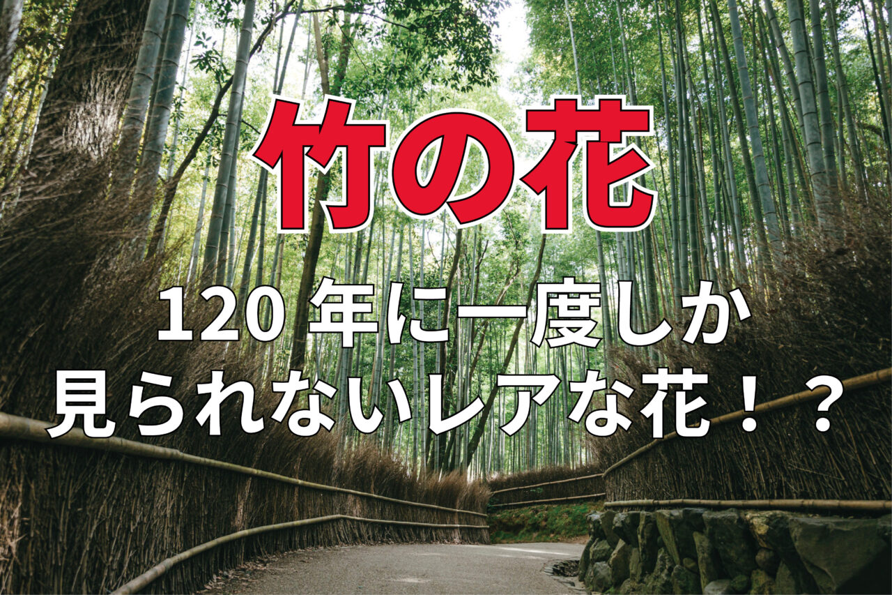 「竹の花」を見つけられたらラッキーと思いきや？？120年に1度しか咲かない不思議な花！