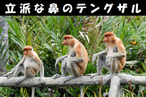 テングザルの立派な鼻はモテ要素？鼻以外の不思議な特徴もご紹介！