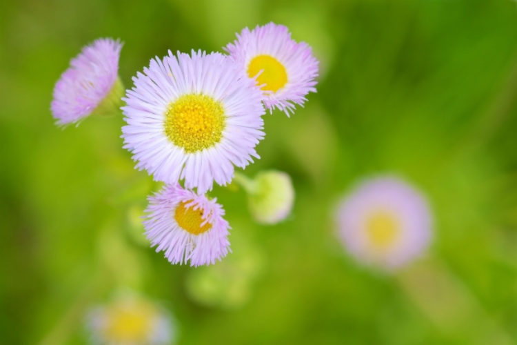 ハルジオンに花言葉は無い?貧乏草とも呼ばれる扱いが不遇な花