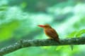 燃えるような赤い姿をしたアカショウビン。「火の鳥」や「雨乞鳥」という対極にあたる別名も