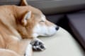 犬にはなぜ「肉球」があるの?意外と重要な役目のある肉球の秘密とは!!