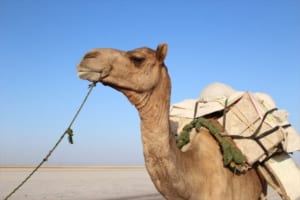 ラクダのこぶの中身を知ってる？砂漠で生きられる凄い動物！