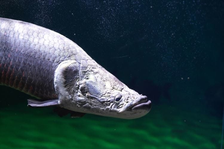 世界最大の淡水魚ピラルクー、その大きさは尋常じゃなかった！
