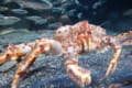 タラバガニは、カニではなくヤドカリの仲間!?カニとの明確な相違点は?