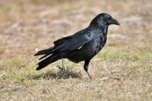 【カラスの種類】見分けが付かないものもいるけれど･･･、日本には複数種のカラスがいた！