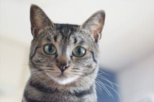 猫のひげを切ってはいけない理由とは？実は高性能センサーだった