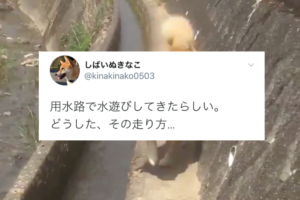 その走り方どうした(笑) 用水路と壁の間を走るワンコのフォームのクセが強すぎ