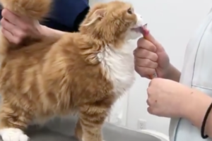 目の前のちゅ～るに夢中すぎて、お尻の毛を剃られていることに気付かないニャンコ(笑)