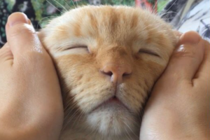 とろける～♪マッサージが気持ち良すぎて最大級の「うっとり顔」になったニャンコ(笑)