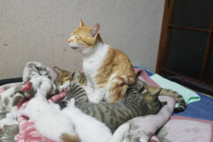 嘘でしょ(笑)！？座ったままの体勢で気持ち良さそうに寝ているニャンコが可愛すぎ