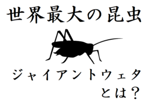 【ジャイアントウェタ】世界一巨大な昆虫はまさかのコオロギ！その驚異の大きさとは！？