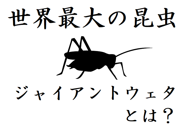 【ジャイアントウェタ】世界一巨大な昆虫はまさかのコオロギ！その驚異の大きさとは！？