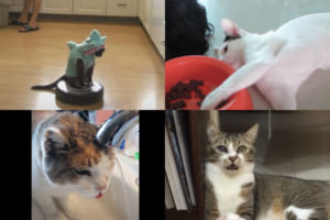 【総集編】ニャンコたちのオモロ可愛い行動＆リアクション17選