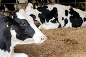 「モー」という牛の鳴き声。実は感情の込められた重要なコミュニケーションツールだったんです！！