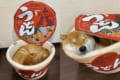 「きつねうどんはいかが?」カップ麵ペットハウスでくつろぐ柴犬が超カワイイ!