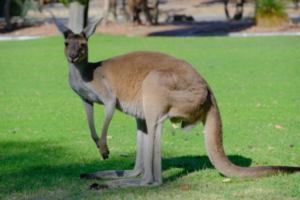 カンガルーは全身筋肉の塊。その理由は･･･まさかのモテるため！？