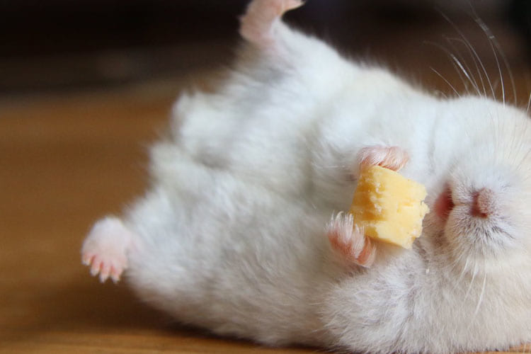 表情の破壊力がヤバイ(笑) チーズの美味しさを全身で表現するハムスターが可愛すぎる