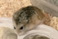 ジャストフィット!雪見だいふくの容器にスッポリ入ったハムちゃんたちが超絶カワイイ