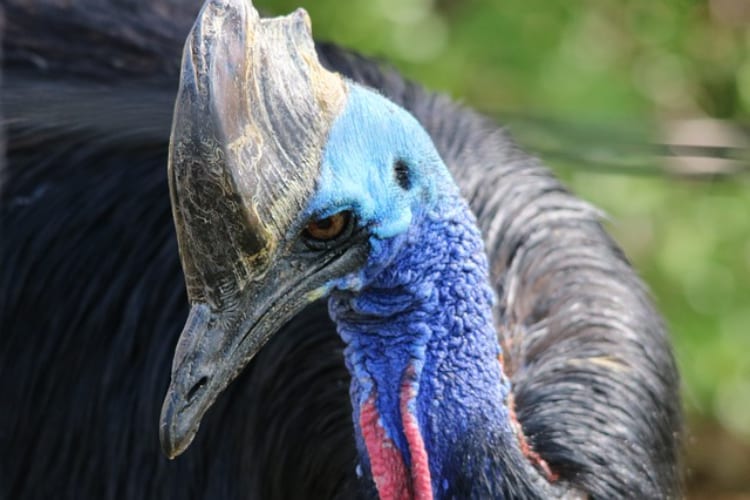 【ヒクイドリ】青い首が美しいこの鳥は･･･世界一危険な鳥だった