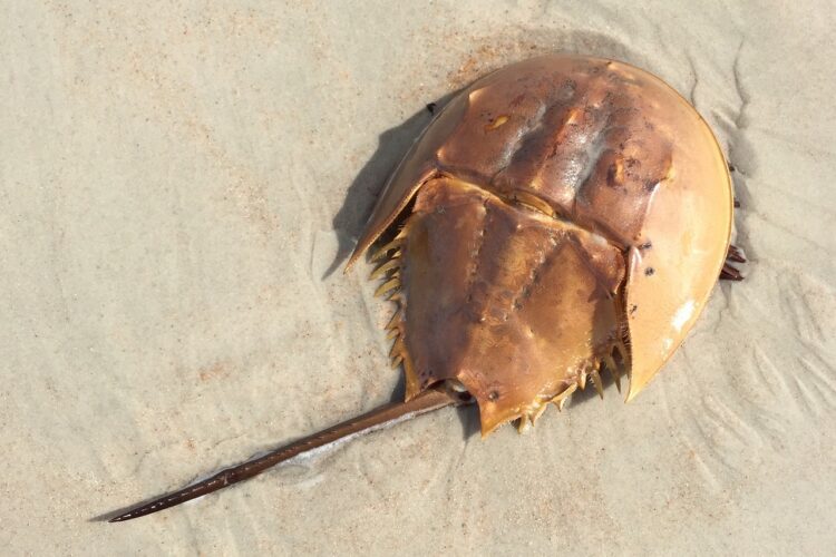 生きた化石「カブトガニ」の血液は・・なんと青い！その理由を解説