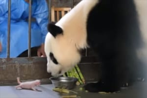 コロコロ成長する子パンダ&モフモフ子育てに奮闘する母パンダが可愛すぎる！