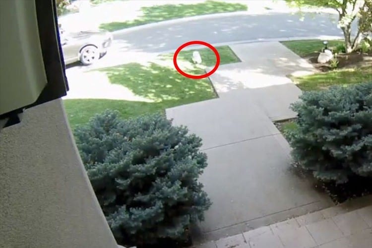 玄関から勢いよく飛び出していったワンコの横から車が接近！完全に轢かれたと思いきや･･･