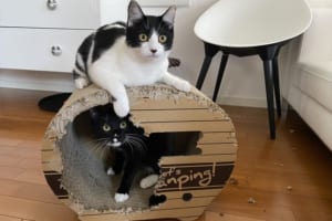 藤あや子の愛猫がおうちをリフォームして風通しが良好に(笑) 10日後はさらに凄い状態に！？