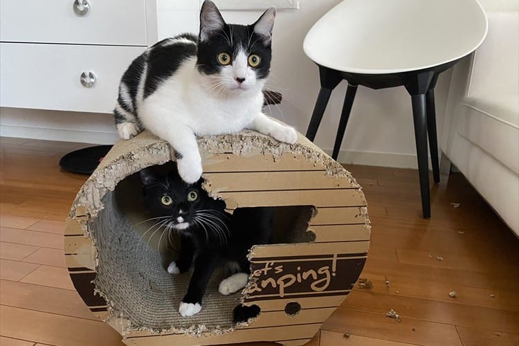 藤あや子の愛猫がおうちをリフォームして風通しが良好に(笑) 10日後はさらに凄い状態に！？