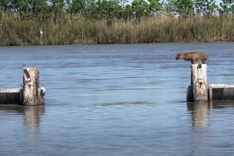 この距離をジャンプ！？超えられる？それとも落ちちゃう？ネコ科の動物の身体能力