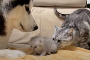 「うちの子をよろしくニャン」親友のハスキー犬に子猫を紹介。ハスキー犬のやさしさにほっこり