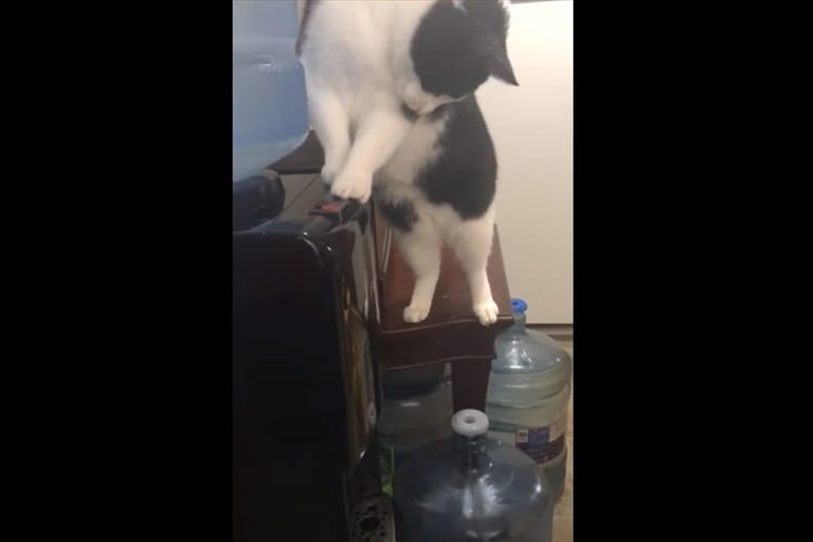 賢いニャンコがウォーターサーバーの使い方を覚えるも、切なすぎる結末に･･･