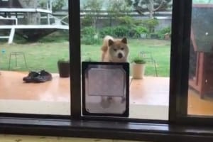 ペット用の出入り口を設置するも･･そう来たか(笑) 意表をつくワンコの行動が話題に！