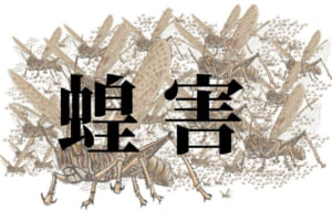 バッタによる蝗害(こうがい)をご存知ですか？2020年の災厄は新型コロナだけではなかった！