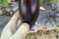 まるでガッツポーズをしているようなナスが収穫される!「可愛くて食べられない」