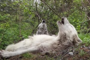 眠くて仕方がないけれど･･･仲間の遠吠えには律儀にこたえるオオカミたちが愛おしい