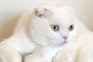 まるでタランチュラのように見えるニャンコが話題に！「すごい座り方ですね」