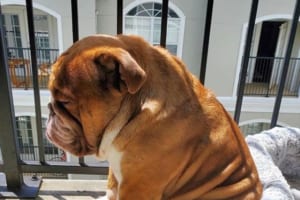 ロックダウンの影響で子供たちと遊べなくなったワンコ。哀愁漂う姿が切なすぎる･･･